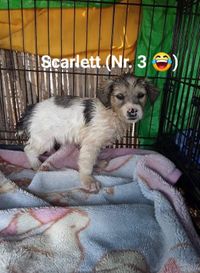 Scarlett Baby 3